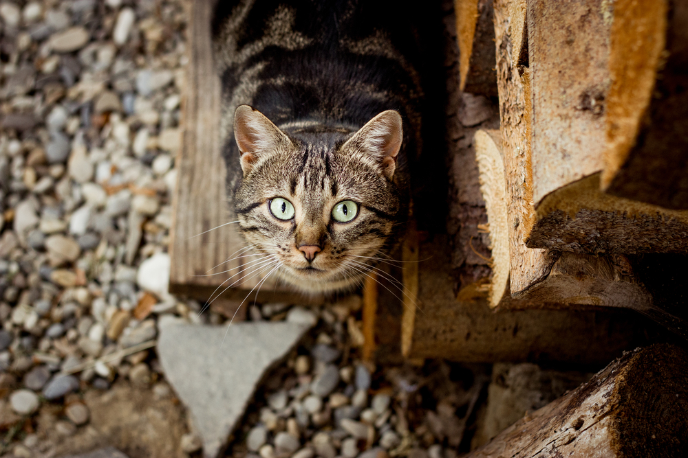 gato