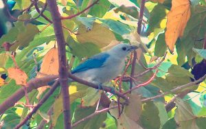 pájaro azulejo sobre rama de un árbol