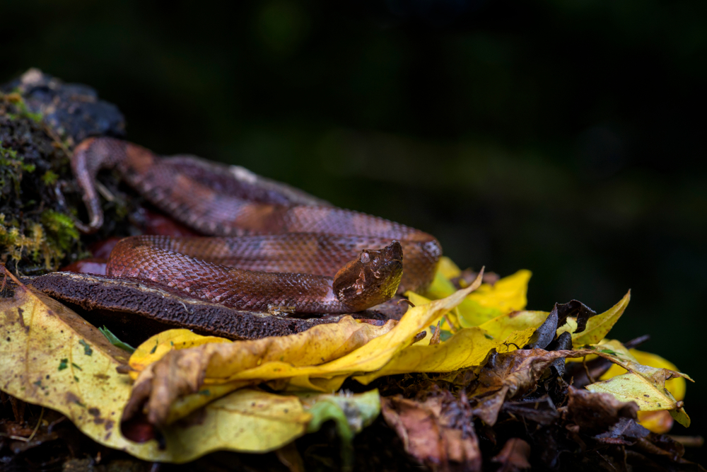 serpiente color café en el bosque tropical