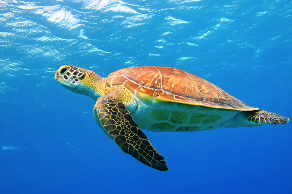 tortuga caguama también conocida científicamente Caretta caretta, tortuga boba, cayume, o cabezona)