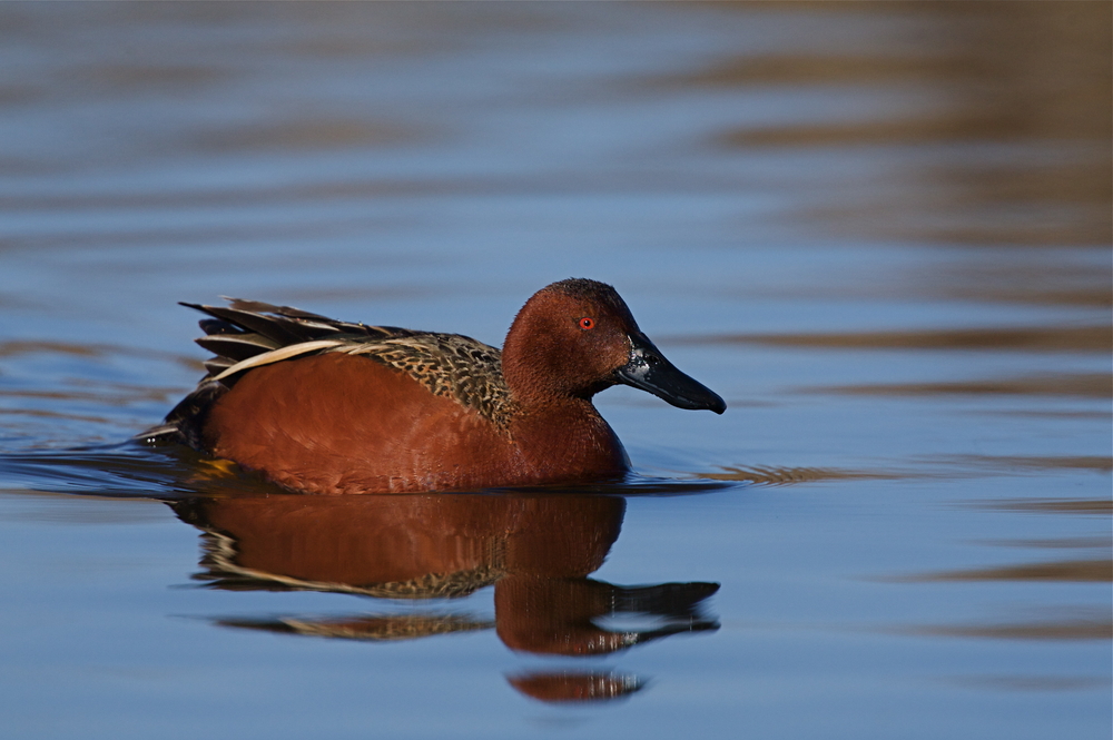 pato colorado o cerceta colorada con nombre científico Spatula cyanoptera