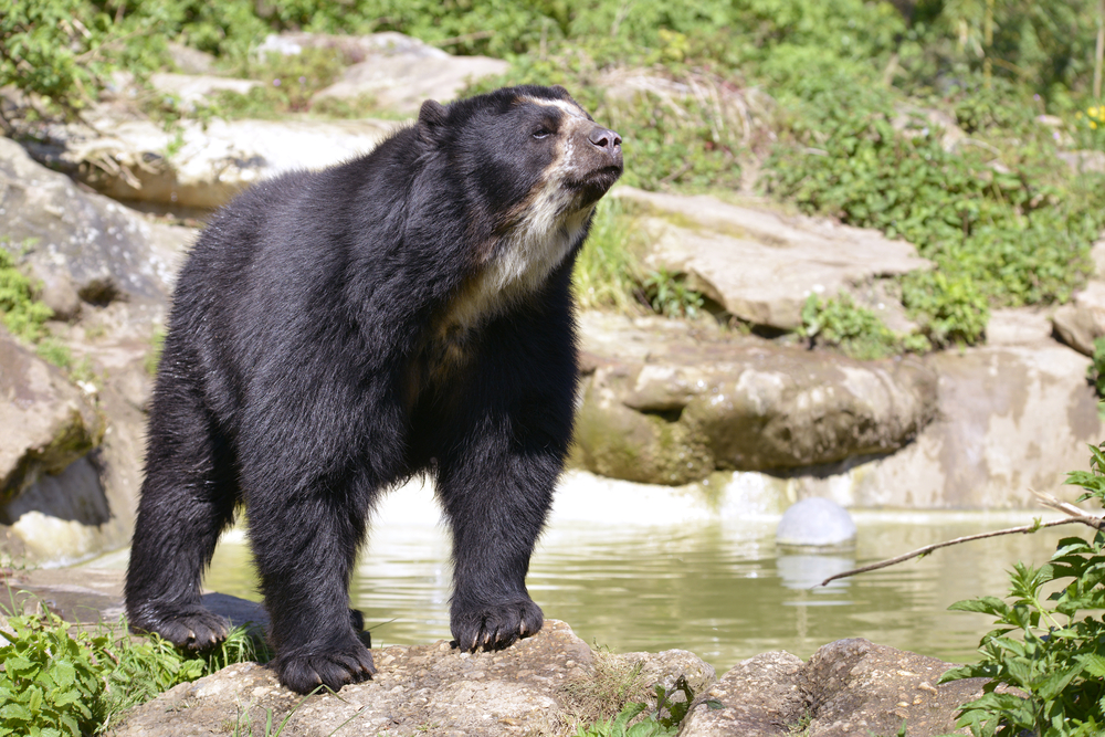 (oso de anteojos en paisaje colombiano