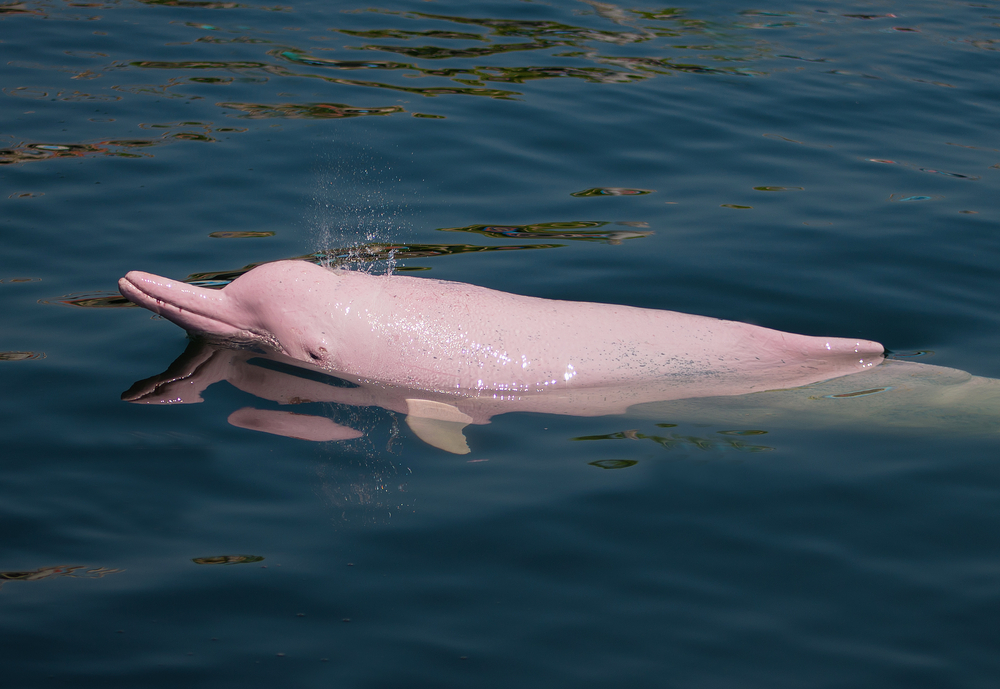 Delfín rosa nadando en el mar