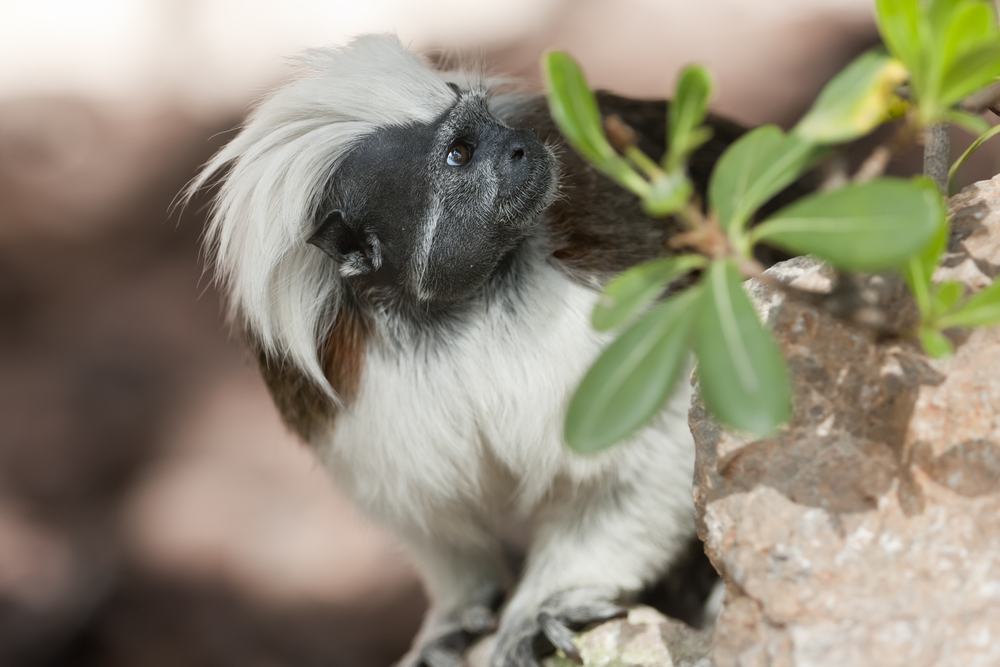 Tití cabeciblanco o tití cabeza blanca en un bosque colombiano