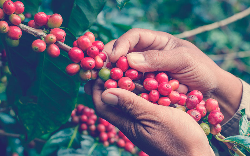 Café colombiano cultivo