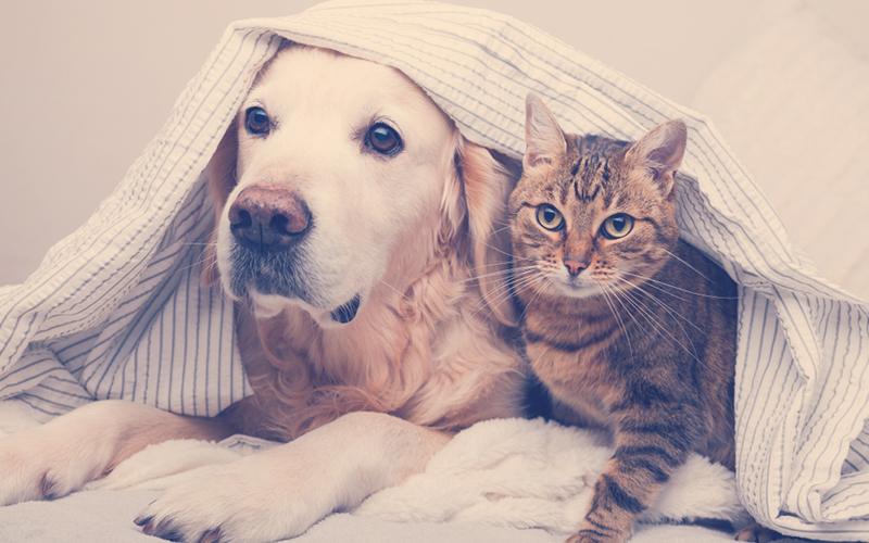 Perro y gato juntos con una sabana en su cabeza