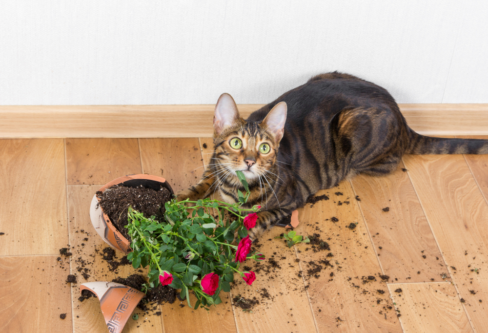 Gato mirando la cámara al lado de un florero que rompió 