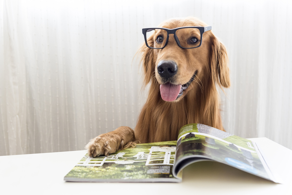 Perro con gafas y sus patas sobre un libro