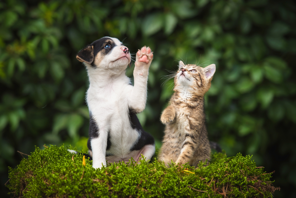 Un cachorro junto a un gato