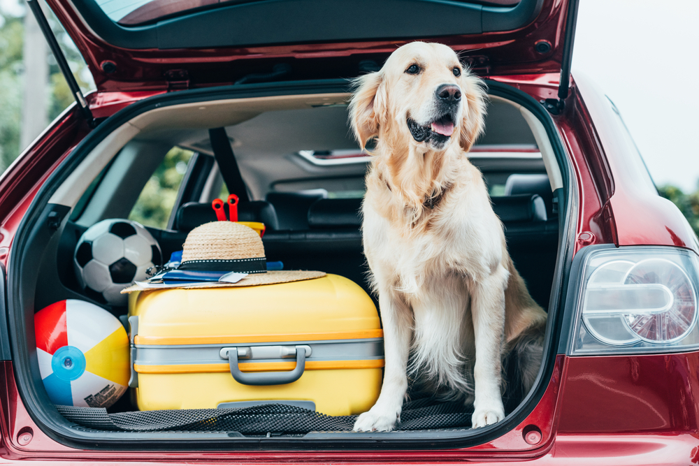 Perro labrador dentro de un carro listo para salir de viaje