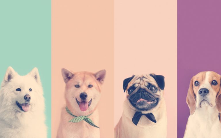 Diferentes mascotas posando ante la cámara
