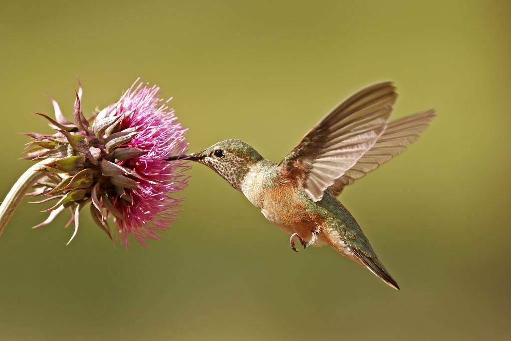 Colibrí polinizando una flor