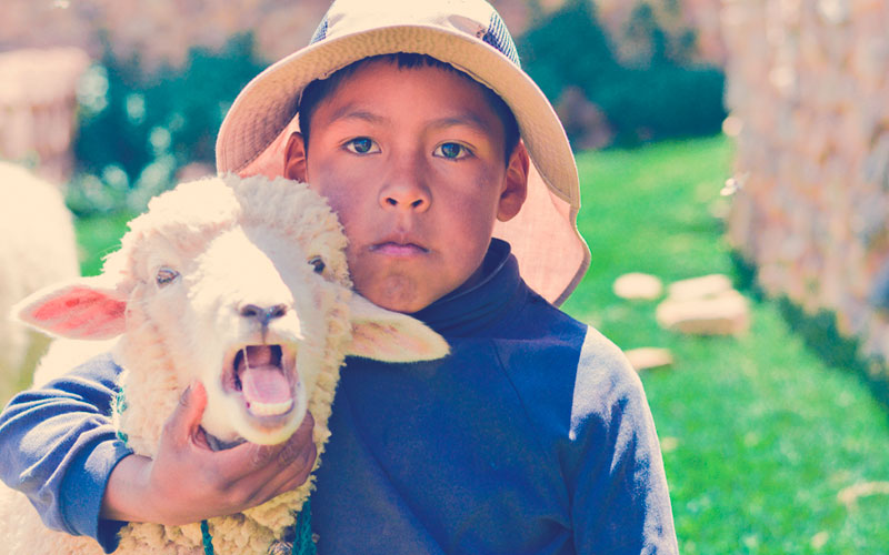 Niño en el campo junto con una oveja