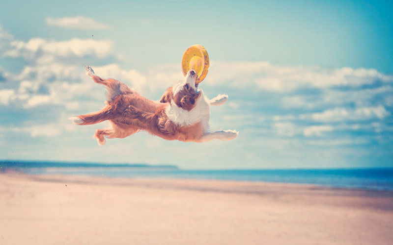 Perro jugando en la playa