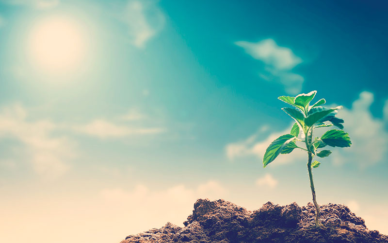 Sol iluminando una planta que esta creciendo