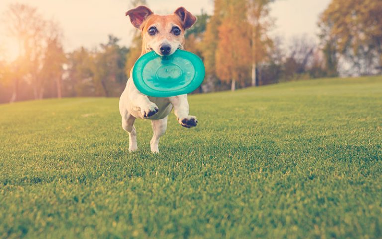 El perro pequeño y adorable Jack Russell terrier jugando con un disco de juguete de goma azul.
