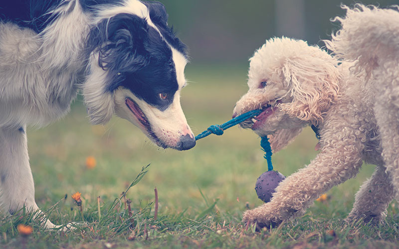 Perros jugando al tira y afloja con otro perro