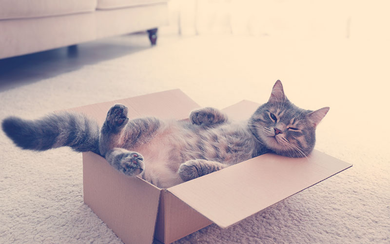 Un gato en una caja 