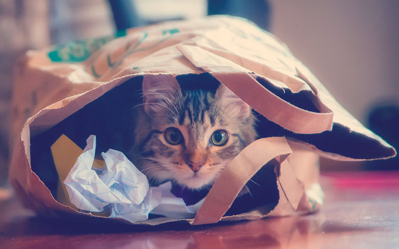 Un gato jugando con una bolsa de papel 