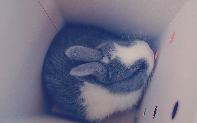 conejo bebe blanco y gris lindo sentado y escondido en la caja de carros cerca. Mascota doméstica