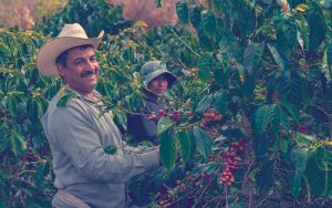 Recolectores de café colombiano