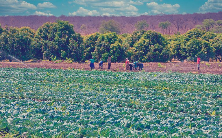 campesinos trabajando en un emprendimiento rural