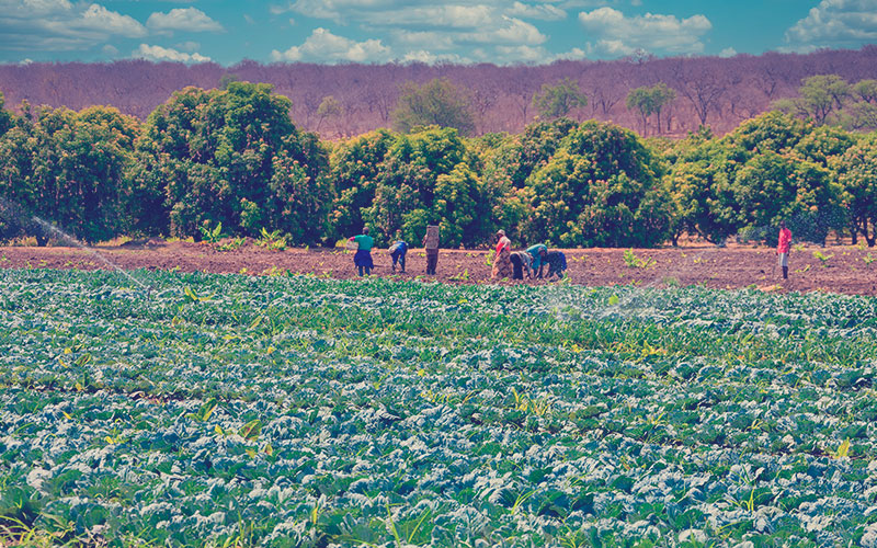 campesinos trabajando en un emprendimiento rural