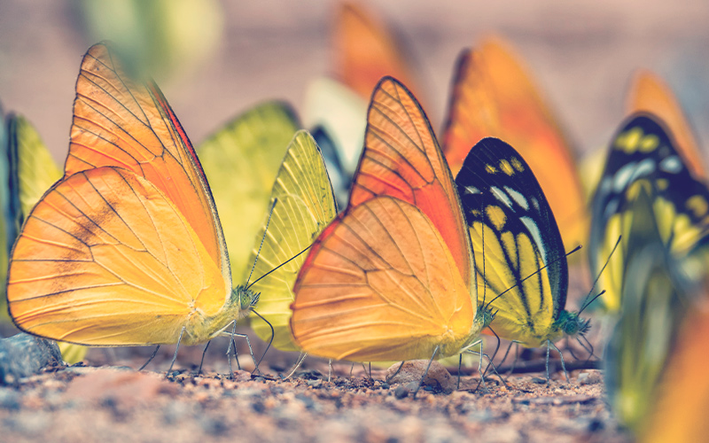 las mariposas tailandesas inundan minerales en el campamento Ban Krang, Parque Nacional Kaeng