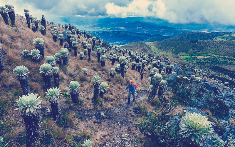 paramo de ocetá