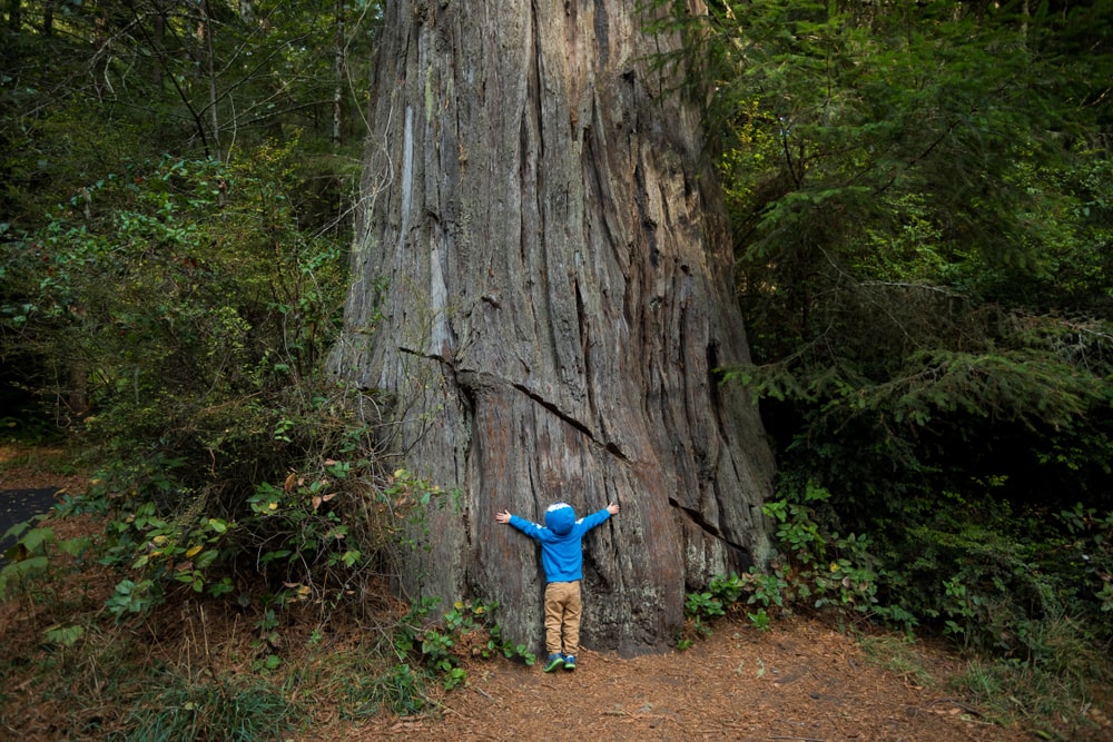 niño abraza árbol para conectar con vitamina N