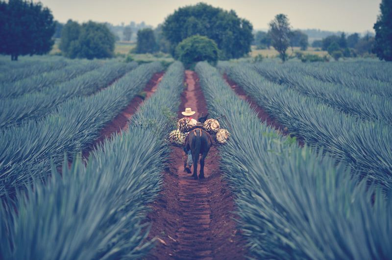 Tequila, Jalisco, Mexico