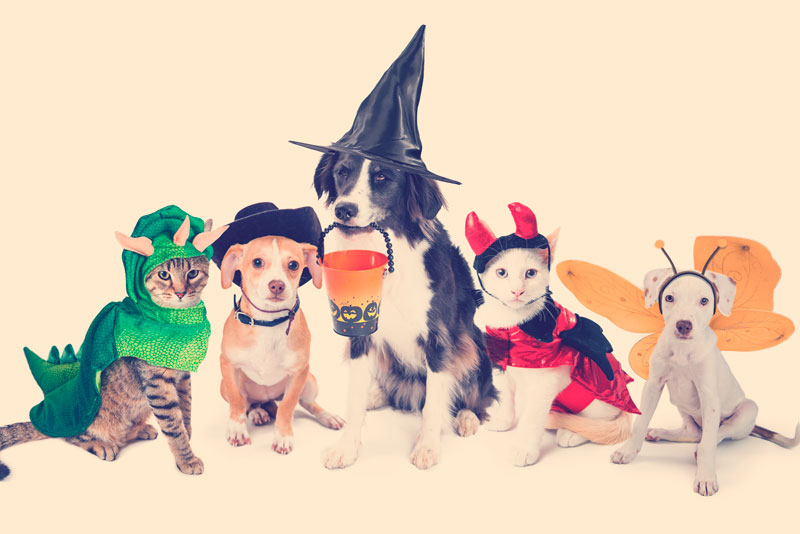 animales disfrazados para halloween