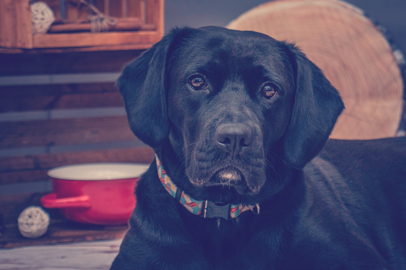 labrador negro en casa