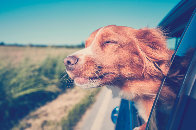 perro-viajando-en-carro