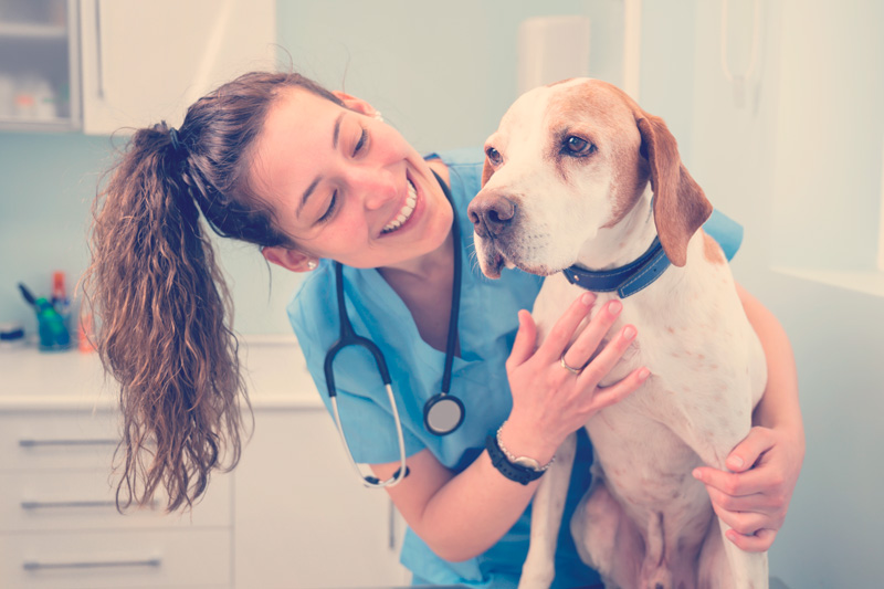 veterinaria revisando perro