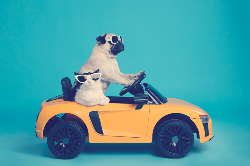 perro pug en carro