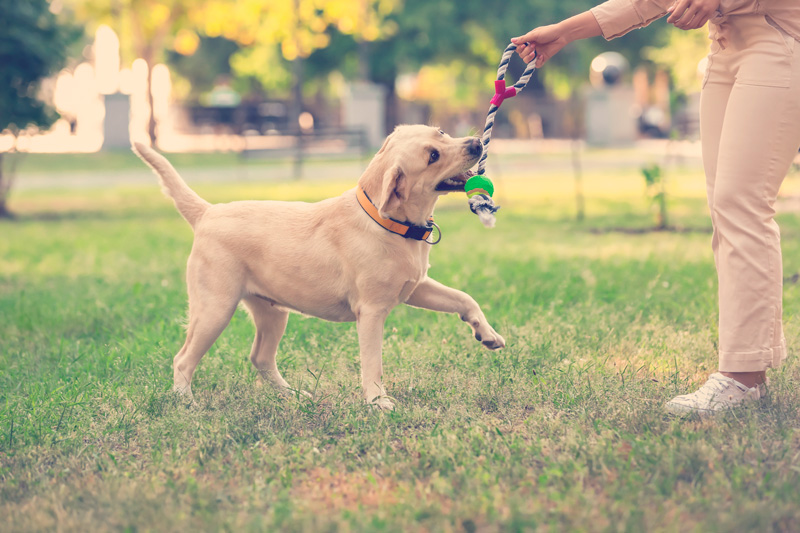 perro jugando con una mujer