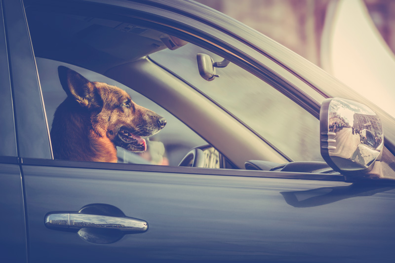 perro de copiloto en carro