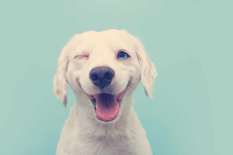 perro picando el ojo y sacando la lengua