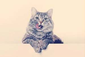 un gato gris sacando la lengua