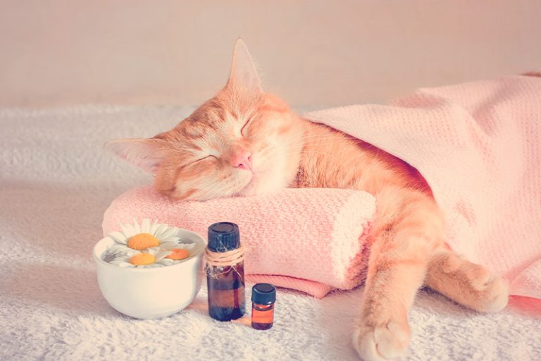 un gato recibe aromaterapia con aceites esenciale