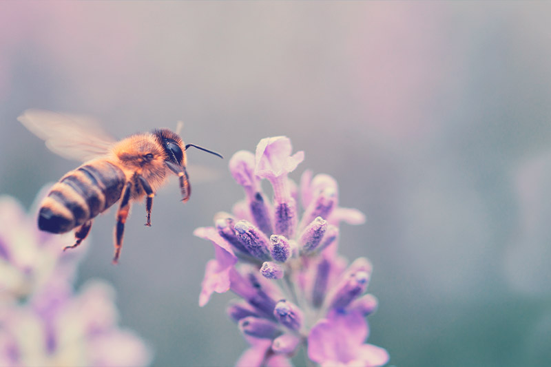 abeja en una flor