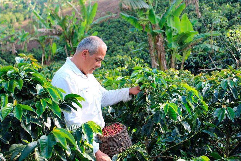 Luis recogiendo café 