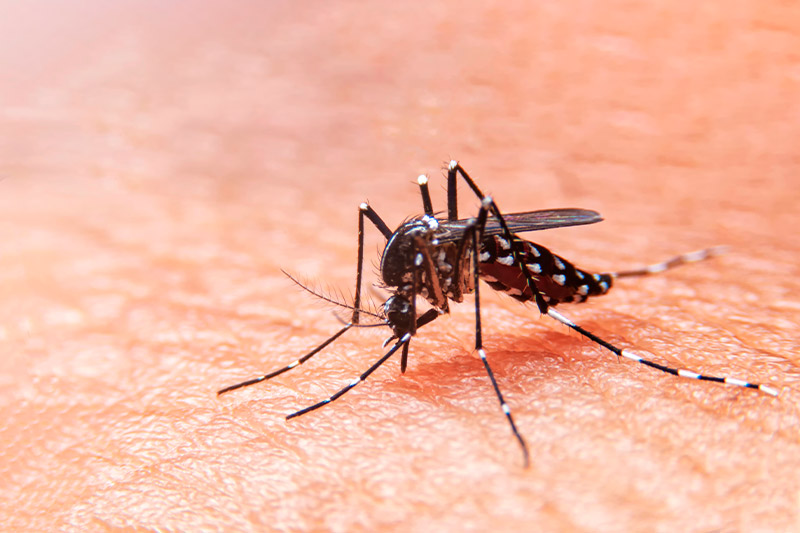 Aedes Aegypti dengue 