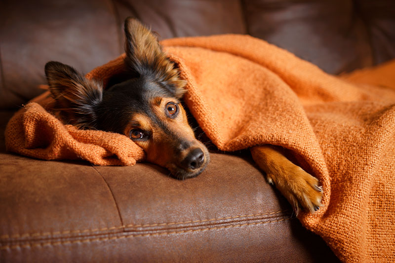 perro enfermo en casa