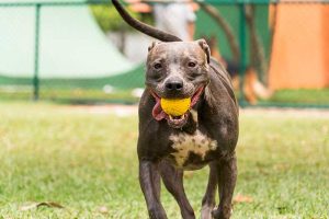 pitbull jugando con una pelota