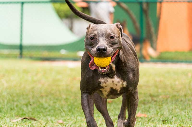 pitbull jugando con una pelota