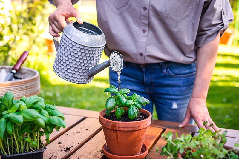 regando plantas