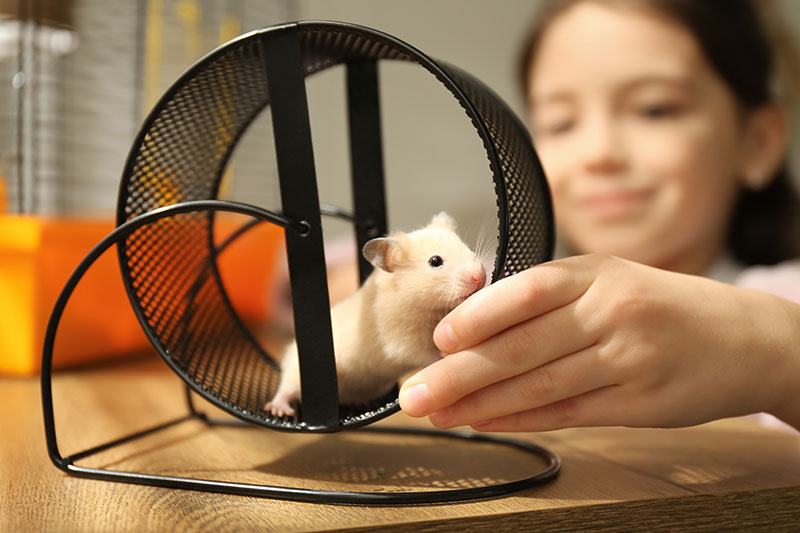 hamster jugando