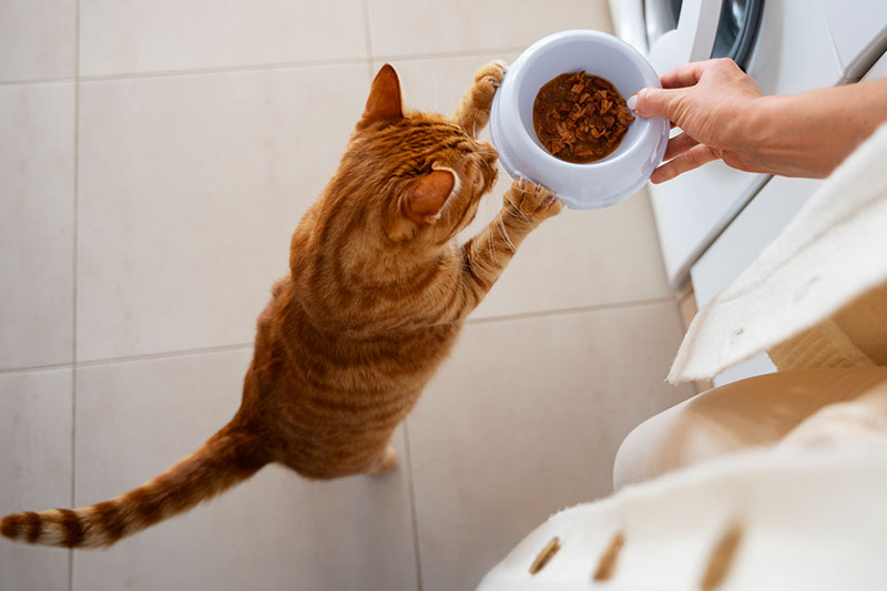 gato comiendo